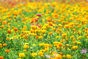 Obraz premium field of marigolds