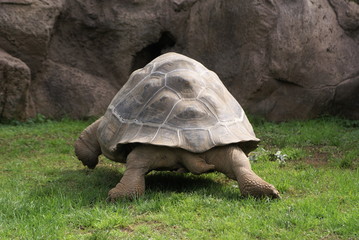 rear view of galapagos giant tortoise