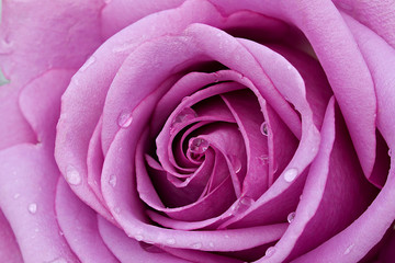 Fototapeta na wymiar pink rose with water droplets