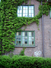 wall and climbing plant