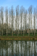 rangée d'arbres