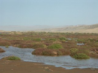 le draa et sa végétation