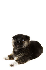 Obraz premium dreaming puppy