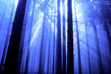 foresta 02