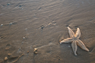 starfish