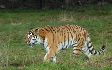 Plakat piękne tiger