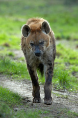  hyena walking