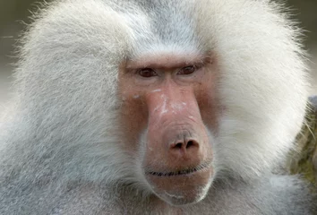 Crédence de cuisine en verre imprimé Singe portrait of a monkey