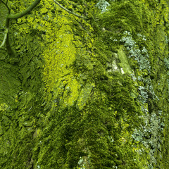 close-up of different kinds of green moss