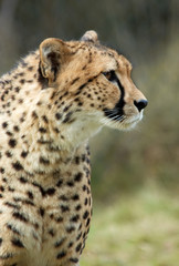 Naklejka na ściany i meble piękne cheetah