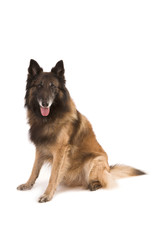 belgian shepherd dog tervueren