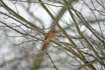 female cardinal