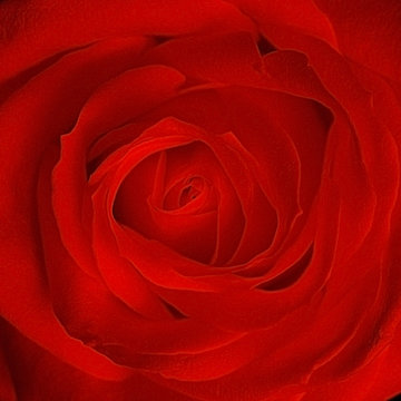 romantic red rose