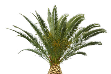 exotic palm tree