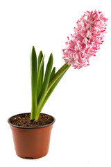 hyacinth-decorative indoor plant