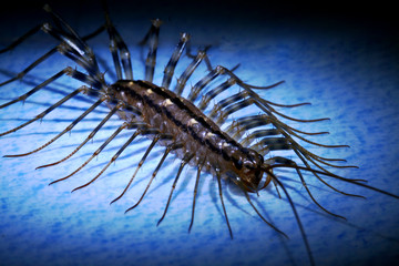 scutigera