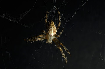 spider