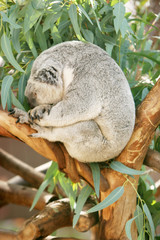 koala bear on eucalyptus tree