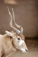 Naklejka na ściany i meble antelope headshot