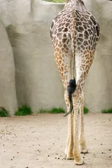 Crédence de cuisine en verre imprimé Girafe back of a giraffe