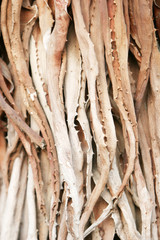 dry aloe vera background