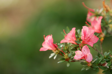 pink flowers