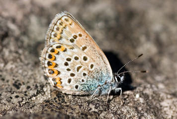 the butterfly on a stone