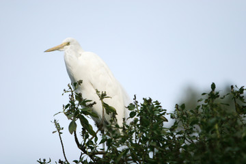 white bird in the wilderness