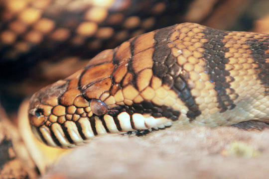 python headshot close up