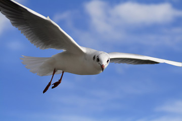 Fototapeta na wymiar white bird
