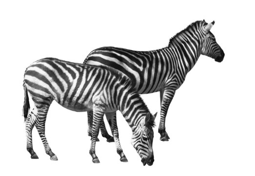 Fototapeta couple of zebras over white background