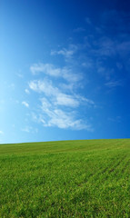 wheat field over beautiful sky 4