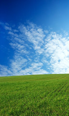 Fototapeta na wymiar wheat field over beautiful sky 3