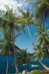 aquamarine and palms