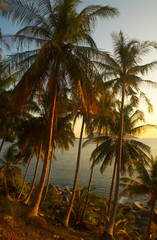 Obraz na płótnie Canvas tropicana sunset