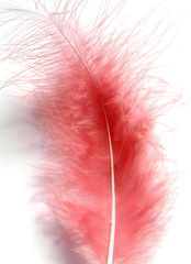 plume rose