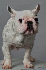 bouledogue 2