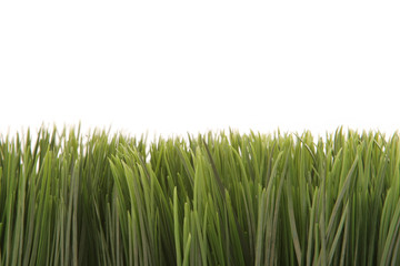 Fototapeta premium green grass with copyspace