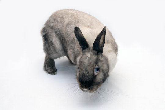 rabbit 09