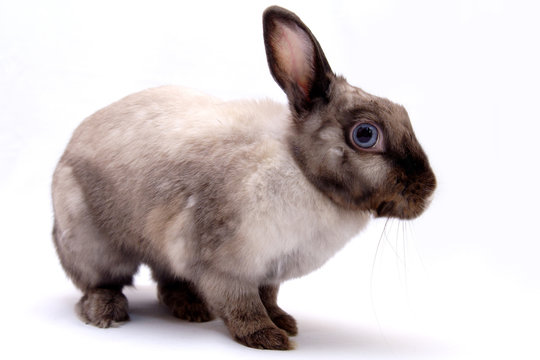 rabbit 05