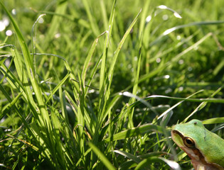 grenouille dans l'herbe