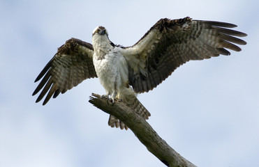 spread your wings