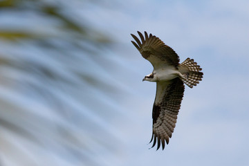 in flight