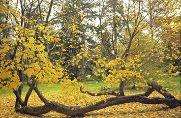 yellow leaves at hyde park