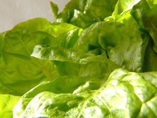 lettuce 6