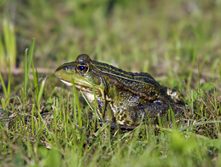 toad