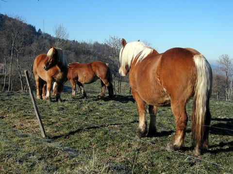 palomino