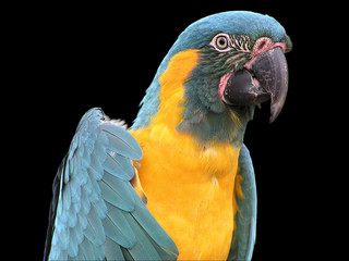 pappagallo