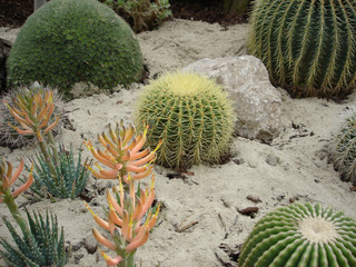 kakteengarten