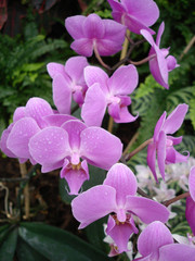 lila orchidee